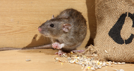 Affordable Mice/Rat Removal Services in Oakville