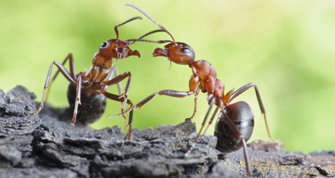 Low Cost Ant Removal Expert in Oakville