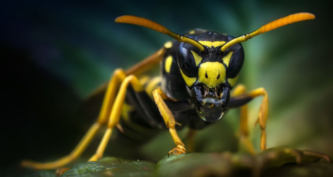 Wasp Removal Services in Halton Region