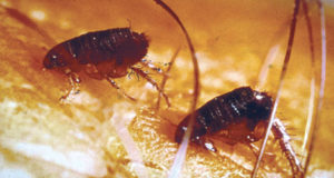 EXPERIENCED FLEAS REMOVAL EXPERTS IN OAKVILLE, BURLINGTON