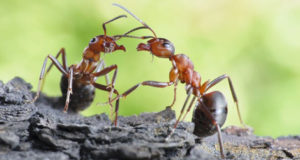 red-wood-ants-communicating