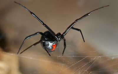 Spider Species